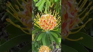 The Veldfire Pincushion Protea #protea #pincushion #leucospermum #veldfire #droughttolerant