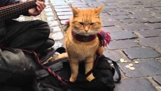 A Street Cat Named Bob The Big Issue cat - iPhone 4s 1080p