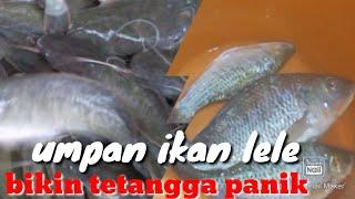 Persaingan ketat dengan tetangga racikan umpan ikan lele galatama harian