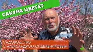 Садоводство с Александром Сидельниковым 16 выпуск
