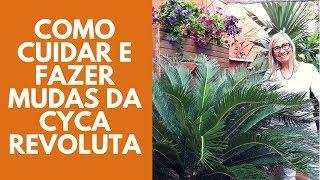 Como cuidar da palmeira Cyca Revoluta  Flávia Kremer