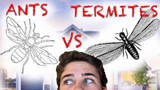 Flying Ants VS Flying Termites AKA Swarmers