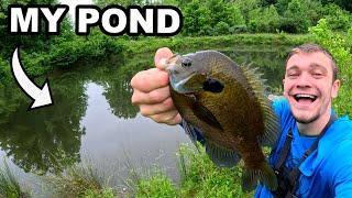 Stocking my Pond with GIANT Bluegill