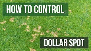 How to Control Dollar Spot 4 Easy Steps