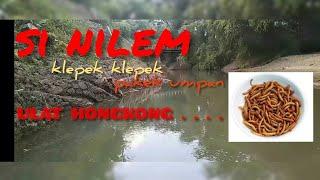 Mancing ikan Nilem auto strik trus.