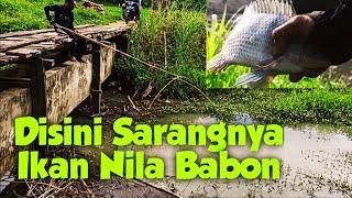 ANCO  EPS 92. NGANCO DI SARANGNYA IKAN NILA BABON