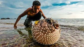 Live Pufferfish Eating from the Beach  How to cut live Pufferfish  Puffer Fish Cutting