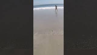 Baby Sea Turtle Race to the Ocean Paradise Beach Florida #babyseaturtles #minhvinhtube