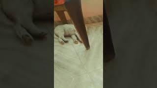Pomeranian puppy sleeping very cute bir randhawa