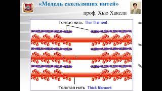 Лекция №6   Мышечные ткани -1.  Скелетная мышечная ткань. Скелетная мышца. Гистология.