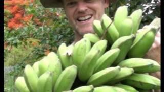 How to GROW & HARVEST BANANAS