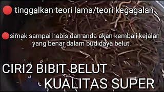 5 MENIT MENGENAL CIRI CIRI BELUT KUALITAS SUPER