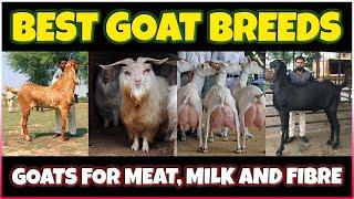Best Goat breeds in the World  Worlds Best Goat Breeds for meat milk and Fiber