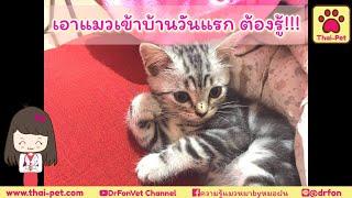 เอาแมวเข้าบ้านวันแรกต้องรู้  DrFonVet Channel