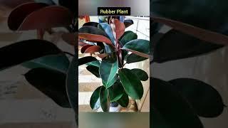 5 Tall Plants for BalconyBest Plants for Balcony