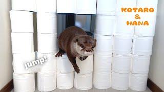Otters React to The Toilet Paper Challenge