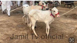 Friday domail mandi 2024 latest update ll Fateh jangi bull and cows Rate 