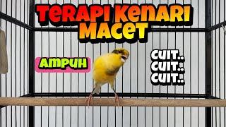 Pancingan Kenari Macet Biar Gacor‼️ Cuit Cuit Kenari Merangsang Kenari Agar Gacor