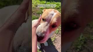 АЛАБАЙ былостало  ALABAI DOG TRANSFORMATION  #алабай #alabai