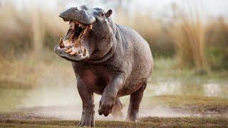 Deadly Encounters With A Hippo Africas Most Dangerous Wildlife