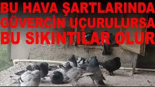 Bu Hava Şartlarında Güvercin Uçurmak Güvercini Bozar  Hasta Eder  Uçum Süresini Azaltır