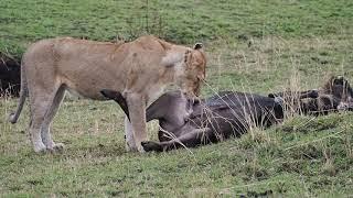 Lioness eating a wildebeest in Kenya