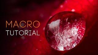 MACRO photography tutorial everything you need to know