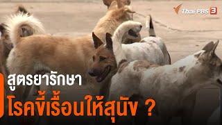 สูตรยารักษาโรคขี้เรื้อนให้สุนัข ?  ชัวร์หรือมั่ว 4 ก.พ. 64