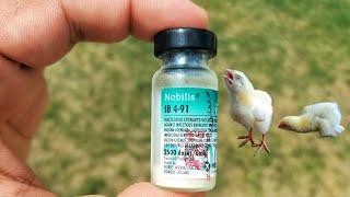 IB control in Poultry  Infectious bronchitis Serotype 4-91 Vaccine  Dr. ARSHAD