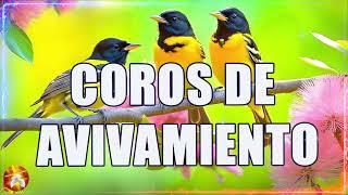 Mas De 55 Coros Avivamiento Pentecostal Coros Viejitos Pero Muy Bonitos ️ Coros Pentecostales