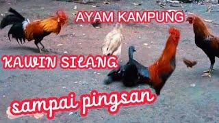 Ayam & bebek Kawin silang sapai pingsan.