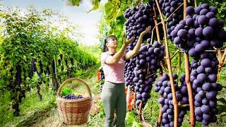 Harvesting Grapes Goes To Market Sell - Harvest and preserve onions  Tiểu Vân Daily Life