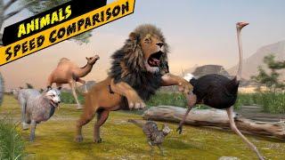 Most fastest animal on land  Animal speed comparison  animal race