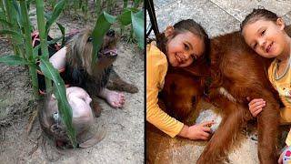 These Dogs Became Heroes and Saved Kids Lives