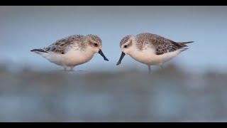 Spoon-billed Sandpiper  OBC Webinar  March 2021