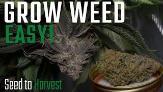 How We Grew GOOD Weed in a 2x2 Tent Seed to Harvest Ethos Genetics
