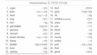 Learn Hebrew by Subject - The Human Body