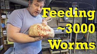 20-day old worm bins second feeding - red wiggler worm farm vermicomposting