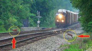 2 Baby Deer Run In Front Of Train Big CSX Train With Double DPUs Giant Freight Train + More Trains