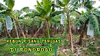 kebun pisang terluas di ponorogo