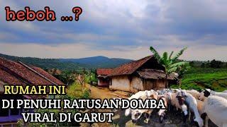 VIRAL ... KAMPUNG TERPENCIL 1 RUMAH MEMILIKI RATUSAN DOMBA GARUT _fun with sheep