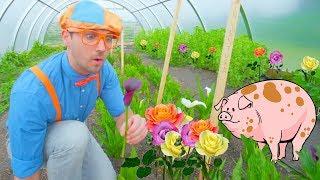 Blippi Farm Tour  Farm Animals and Vegetables for Kids