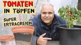 So kann jeder Tomaten in Töpfen mit hohem Ertrag anbauen automatische Bewässerung Topfgröße Erde