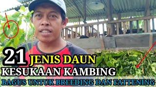 21 JENIS DAUN RAMBANAN YANG BAGUS DI SEKITAR KITA UNTUK PAKAN KAMBING