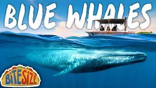 Whale Watching Sri Lanka  Comparing Mirissa & Trincomalee  Budgeteers Bitesize