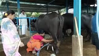 Buffalo Milking machine