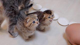 Kittens will meow and get angry if you take too long to feed them.