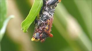 Koppie foam grasshopper moulting