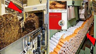 Cigarette Manufacturing  Cigarette Making In Factory  Expose Universe