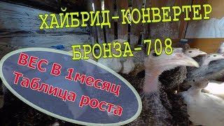 Вес бройлерных индюков в месяц  Таблица роста Бронза-708 Хайбрид-конвертер Мое хозяйство